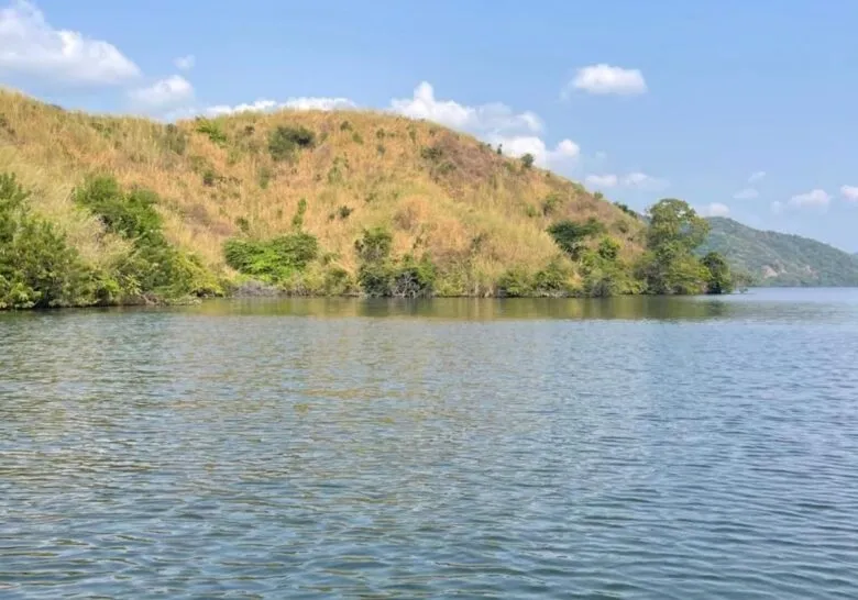 Compesca libera 100 mil alevines de tilapia en Lázaro Cárdenas