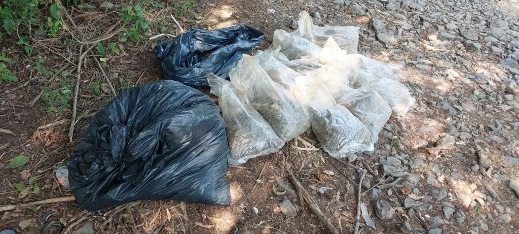 Decomisan 14 kilos de marihuana en Lázaro Cárdenas