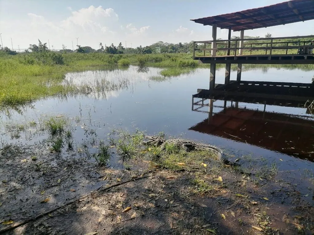En Brasil, Secma presenta proyecto de cocodrilario ecoturístico en Lázaro Cárdenas