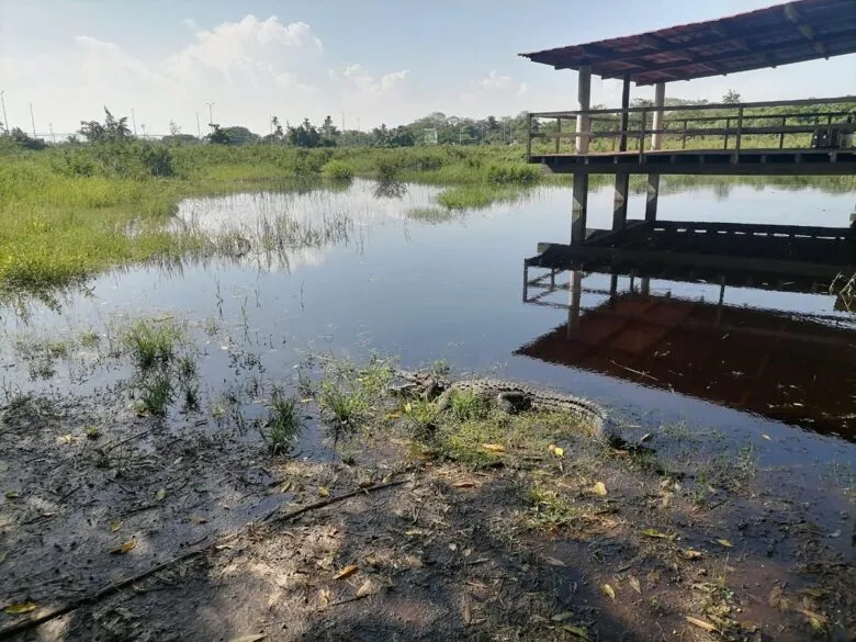En Brasil, Secma presenta proyecto de cocodrilario ecoturístico en Lázaro Cárdenas