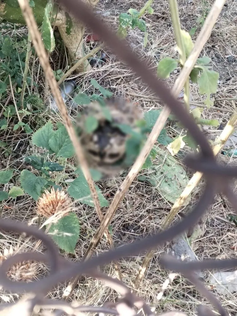 Hallan restos humanos en un lote baldío de una colonia de Morelia