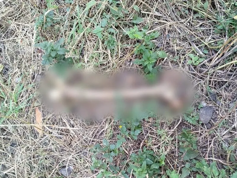 Hallan restos humanos en un lote baldío en Morelia