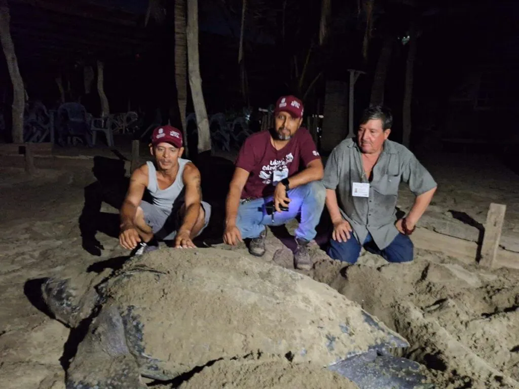 Llegan primeras tortugas laúd a costa de Michoacán