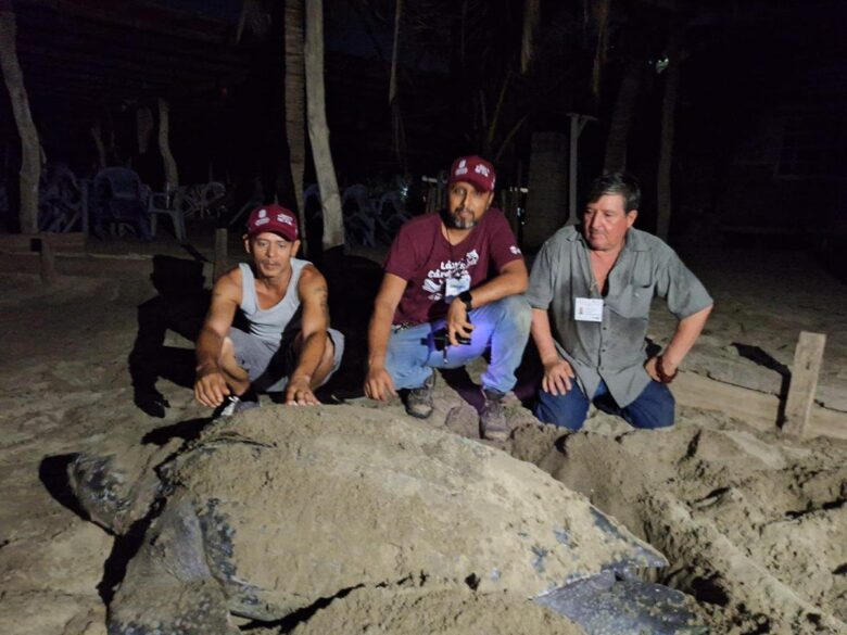 Llegan primeras tortugas laúd a costa de Michoacán