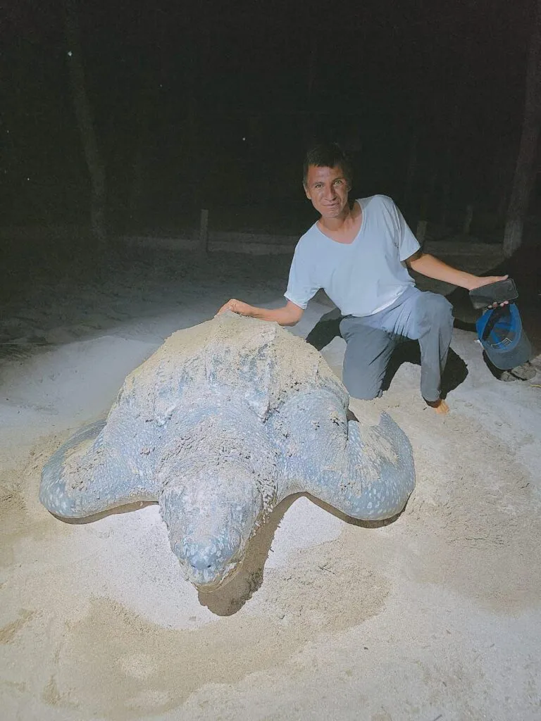 Llegan primeras tortugas laúd a la costa de Michoacán: Compesca