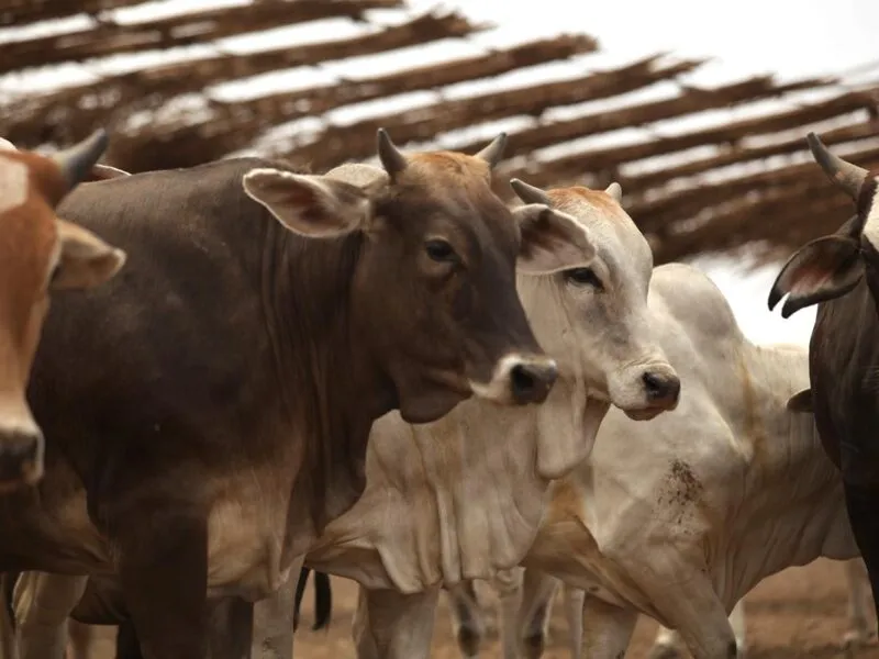 México todavía no tiene fecha para la reapertura de la exportación de ganado con EU