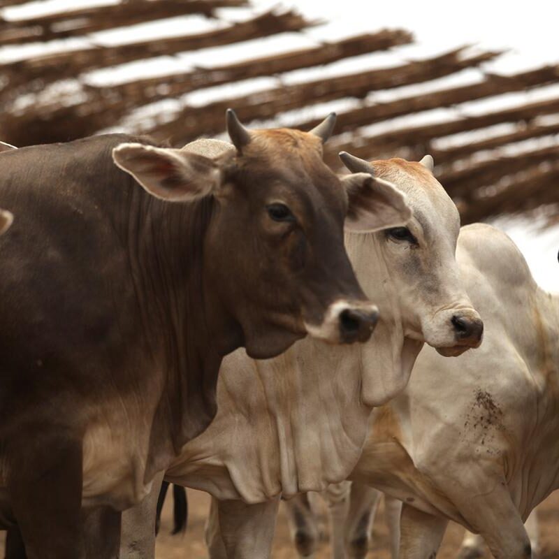 México aún sin fecha para reanudar exportación de ganado