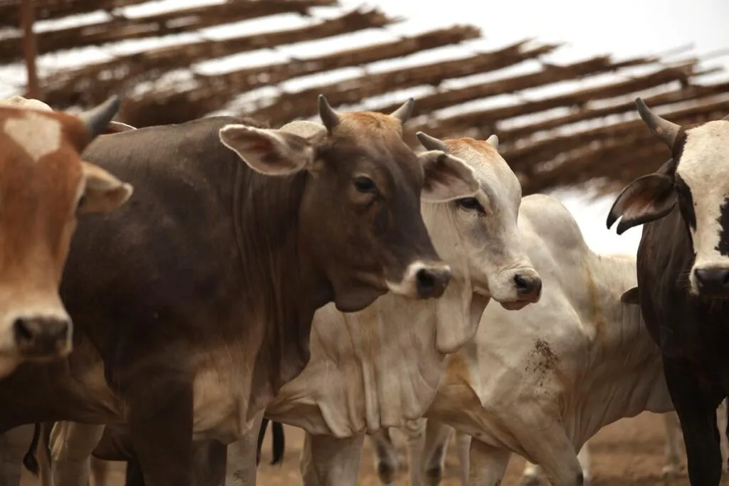 Operativo contra el gusano barrenador no evita que EU cierre su frontera al ganado mexicano por tercera vez