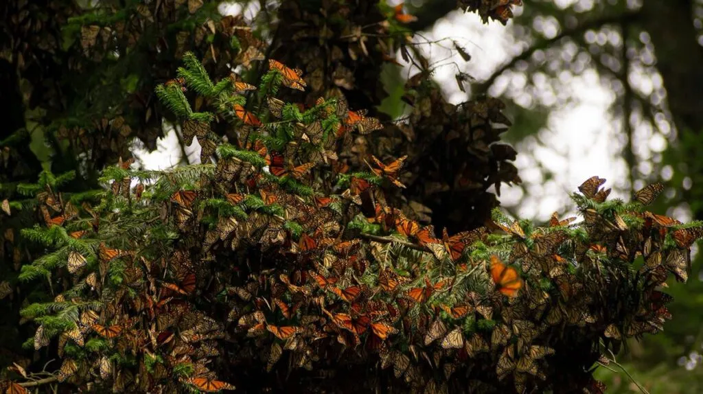 Plaguicidas en Canadá y EU reducen arribo de mariposas monarca a México-2