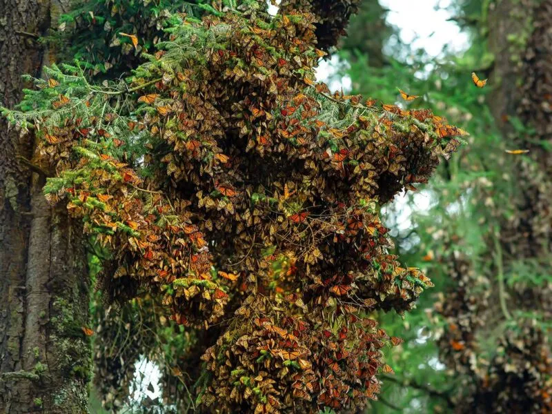 Plaguicidas en Canadá y EU reducen arribo de mariposas monarca a México