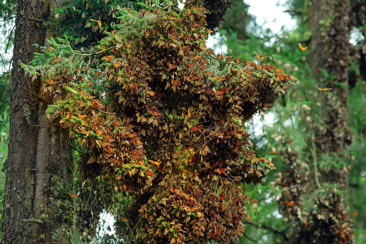 Plaguicidas en Canadá y EU reducen arribo de mariposas monarca a México