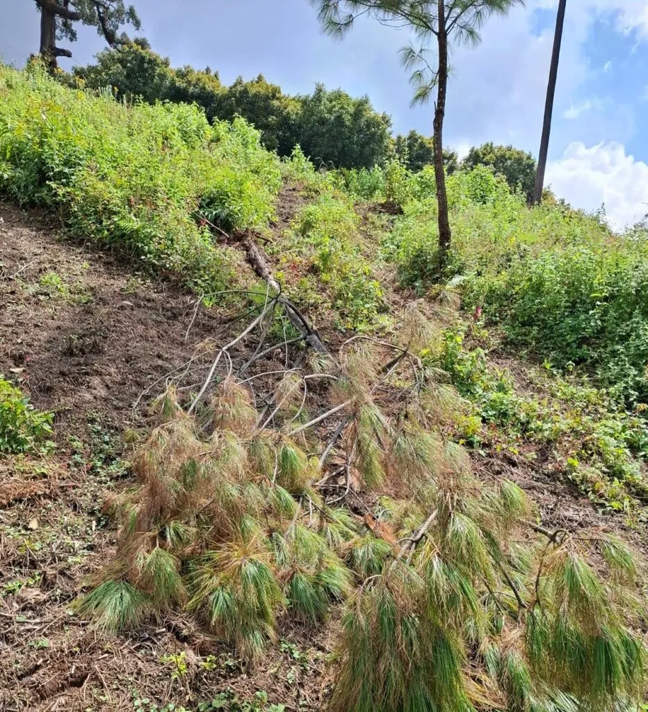 Realiza FGE cateo en predio relacionado con delito ambiental en Tacámbaro