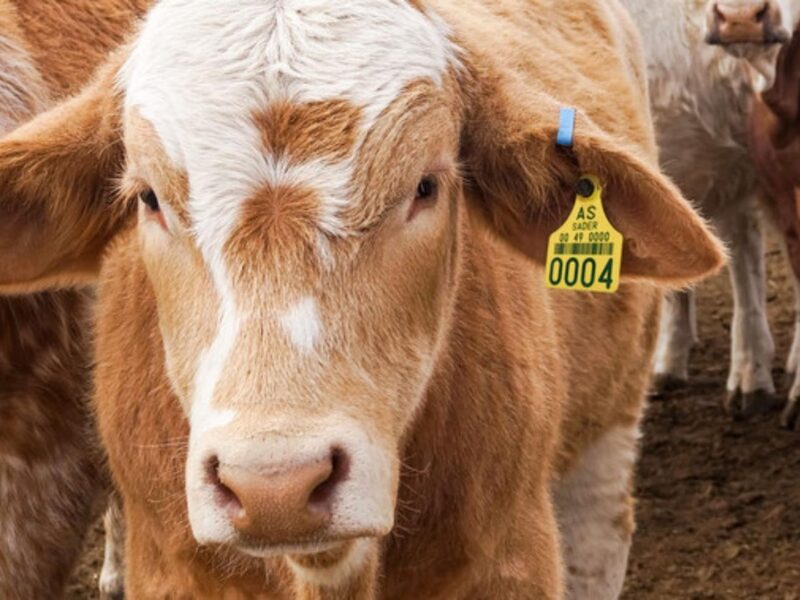 reapertura frontera ganado mexicano Sheinbaum