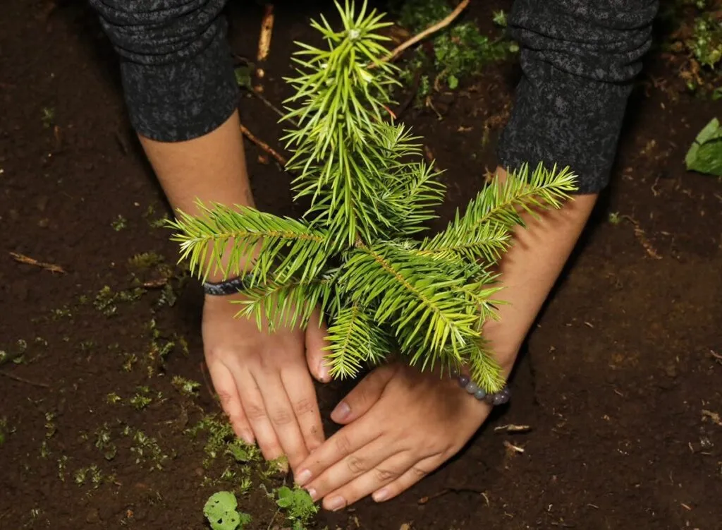 Reforestadas más de 2 mil hectáreas en la Reserva de la Biosfera de la Mariposa Monarca