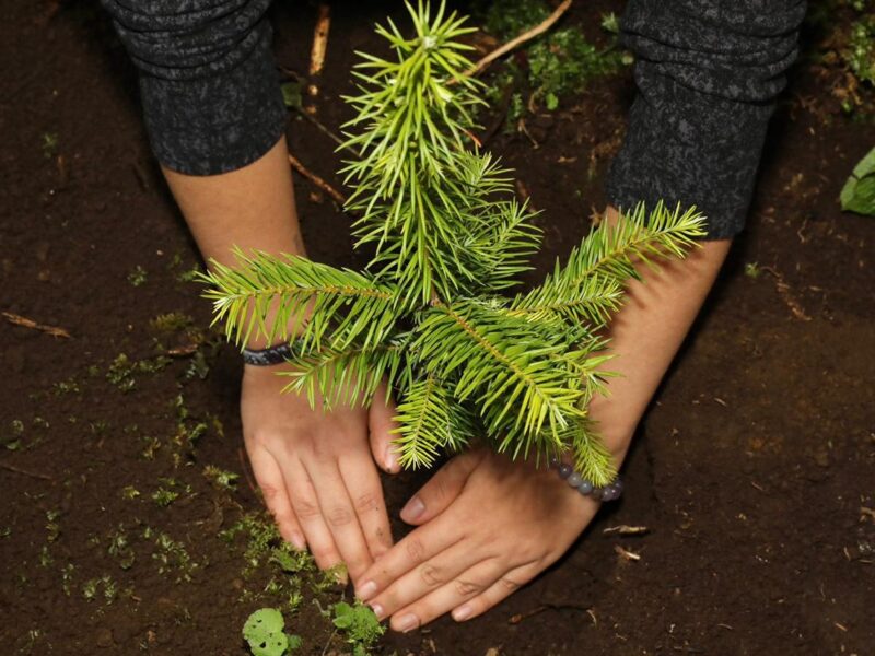 Reforestadas más de 2 mil hectáreas en la Reserva de la Biosfera de la Mariposa Monarca
