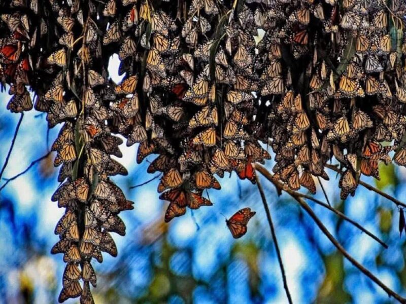 Santuarios de la Mariposa Monarca, de los imperdibles en Michoacán