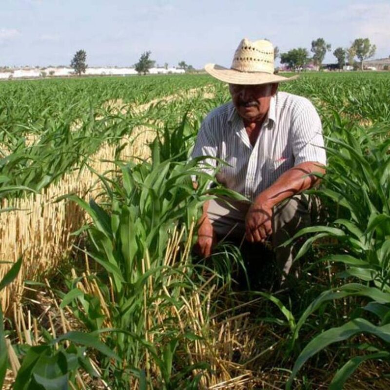 Demandan políticas para frenar crisis agrícola en México