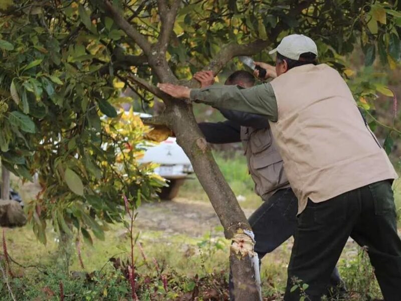 20 mil hectáreas de bosque en Michoacán perdidas por huertas ilegales de aguacate