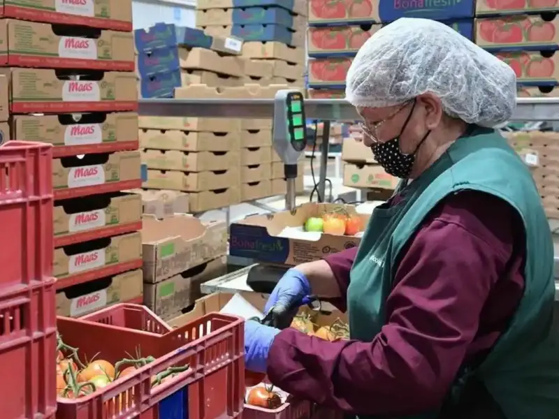 Michoacán ha superado su meta de empleo formal para 2025, alcanzando 501 mil 469 puestos registrados en el IMSS, destacando su crecimiento económico