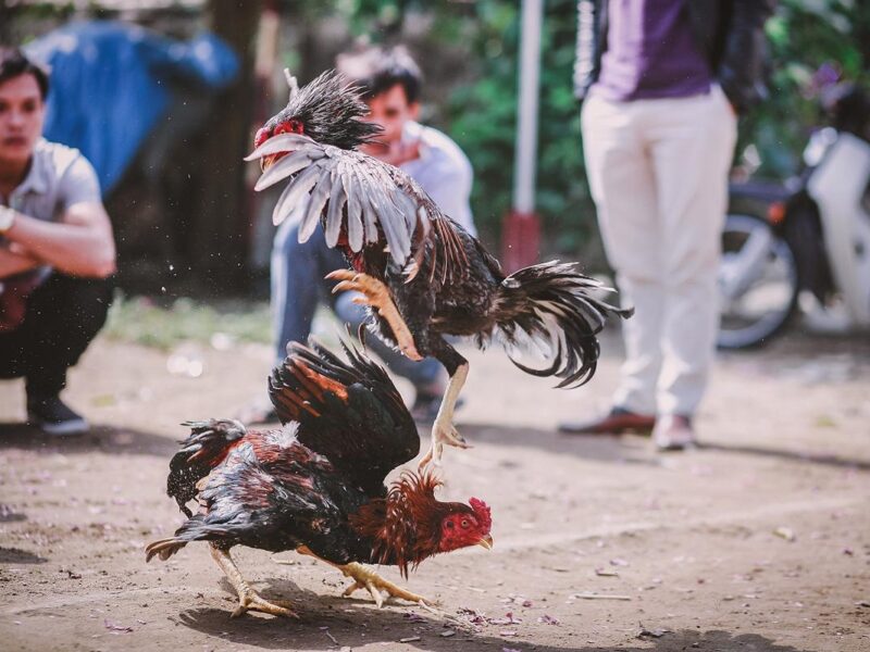 Arteaga anuncia torneo de peleas de gallos pese a estar prohibidas en Michoacán