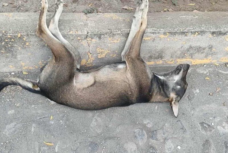 Bedolla propone elevar derechos de animales a rango constitucional en Michoacán