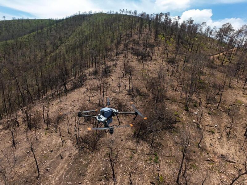 Bosques se fortalecieron con 360 mil semillas dispersadas vía dron en reforestación 2025: Cofom