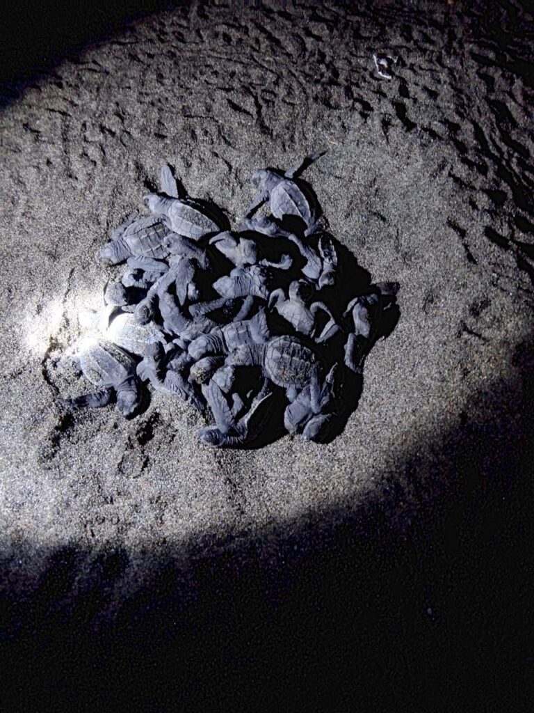 Campamentos tortugueros liberan más de 500 mil crías en un mes: Compesca