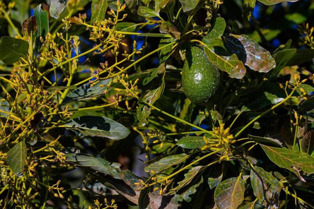 Costco EUA se suma a la venta de aguacate libre de deforestación: Secma