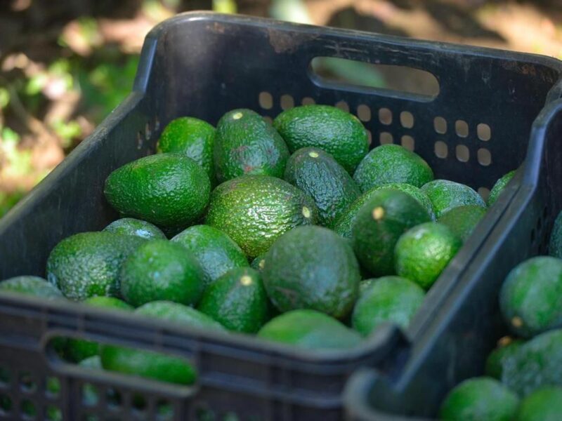 Costco vende aguacate libre de deforestación de Michoacán,