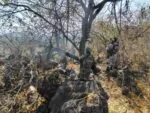 SSP desactiva 15 artefactos explosivos y destruye campamento clandestino en Apatzingán