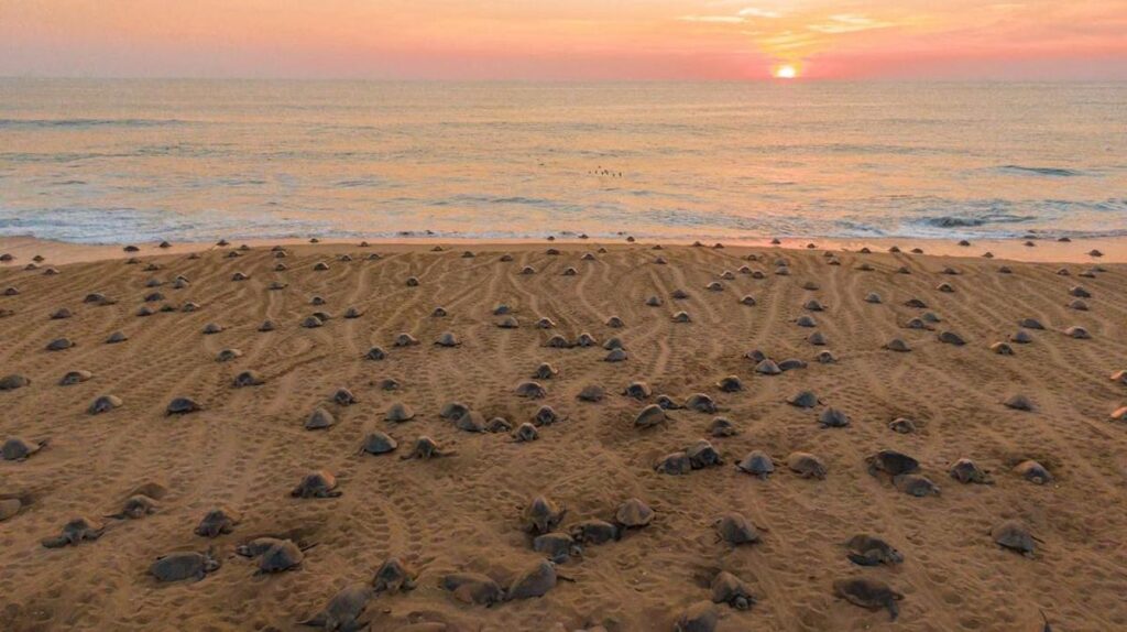 Descubre el santuario de las tortugas marinas en la Costa Michoacana