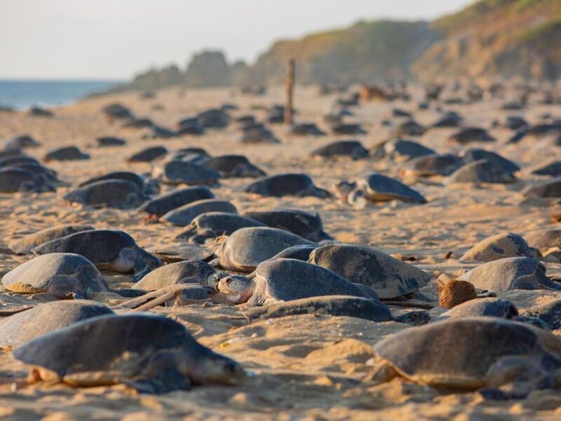 Descubre el santuario de las tortugas marinas en la Costa Michoacana y sé testigo de su nacimiento