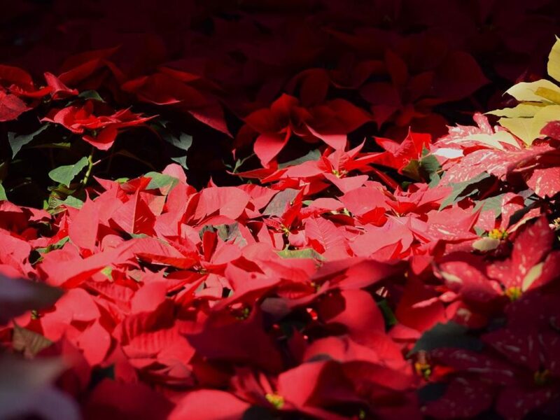 Feria del Bosque Navideño 2025 llega a Morelia 1