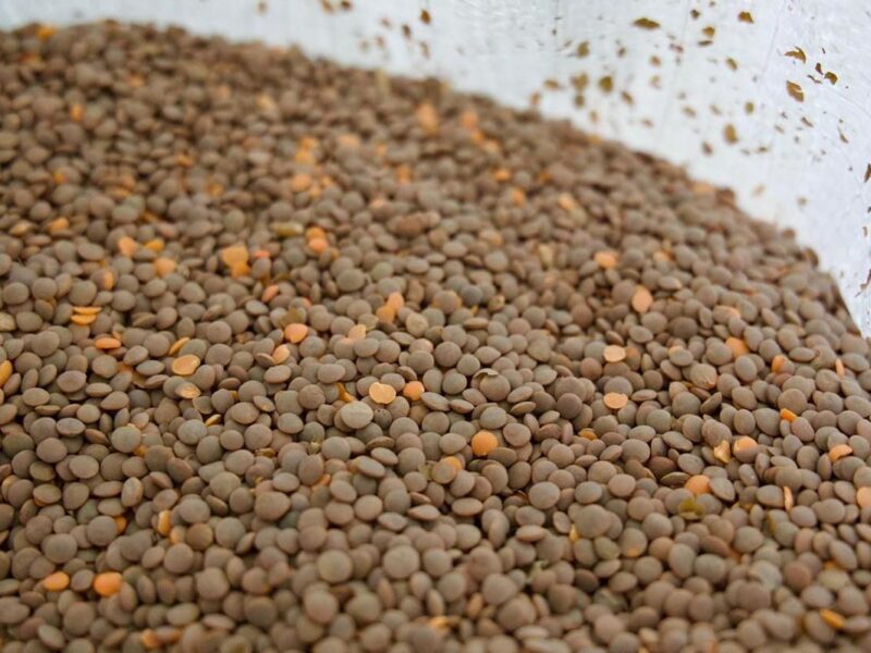 Lenteja michoacana se venderá en 25 mil tiendas del Bienestar en todo el país: Sader