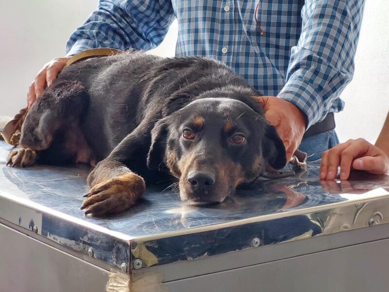 Lleva a tu micho o lomito; SSM tendrá jornada gratuita de esterilización en Morelia
