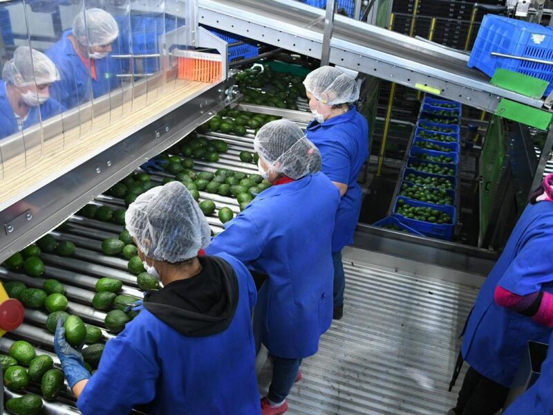 Michoacán Certificado Laboral Agroexportación 2026