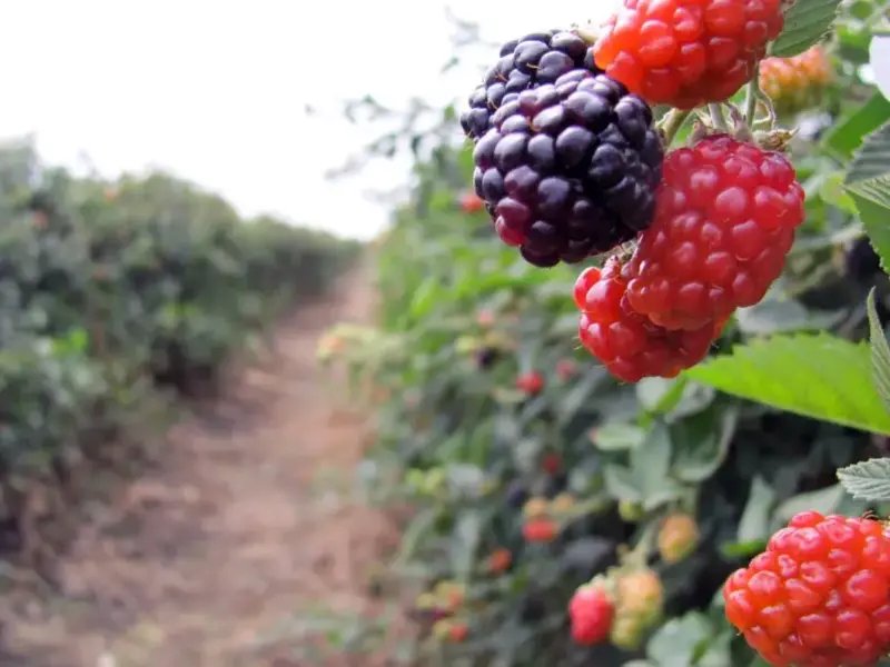 Michoacán depende del agro para exportar