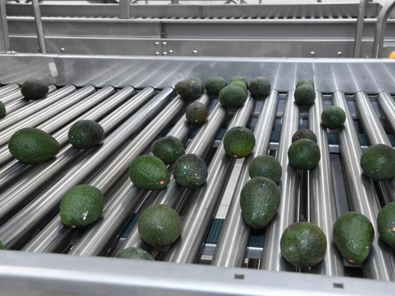 Michoacán se reafirma como líder agroexportador; registró 1,289 mdd en el tercer trimestre