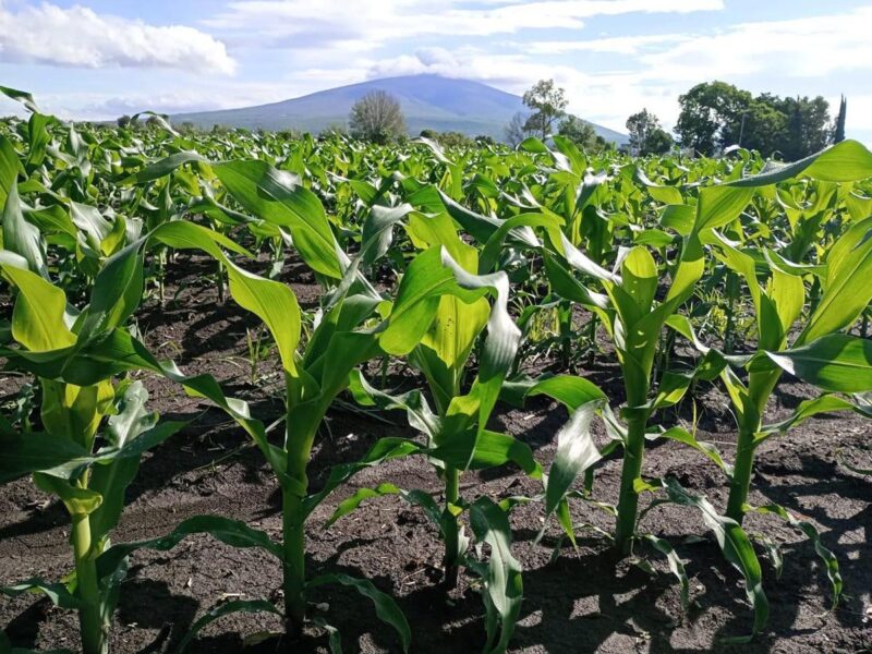 Productores y escuelas rurales reciben apoyo de maíz con alto contenido proteico: Sader