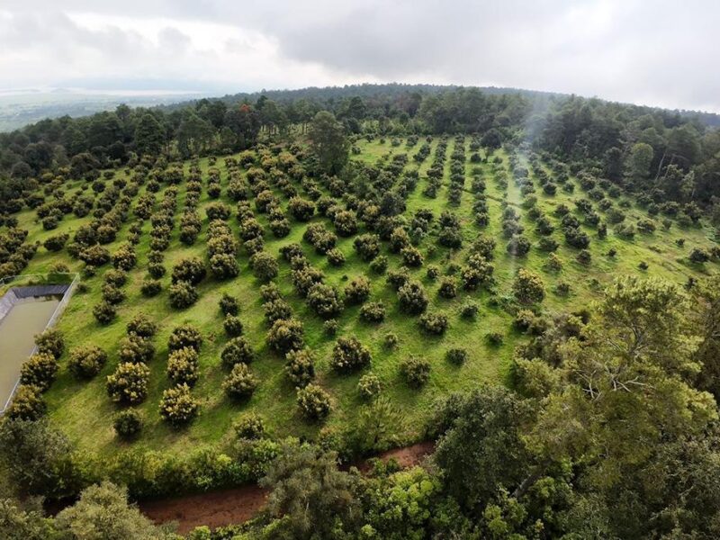 protección ambiental constitucional Michoacán SECMA