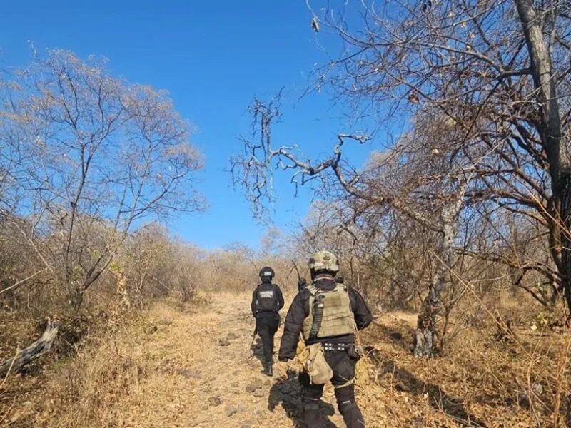 SSP destruye en Buenavista campamento ilícito y asegura 3 vehículos con reporte de robo