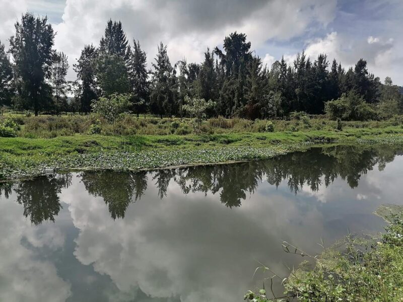 Tras disminuir 42.7% en este gobierno, ya no podrá ir a la baja presupuesto para Medio Ambiente en Michoacán