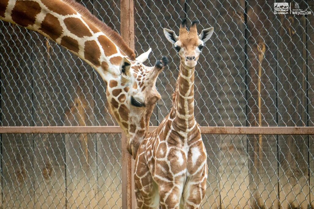 ¡A votar! Abre Zoológico convocatoria para nombrar a su nueva cría de jirafa-1