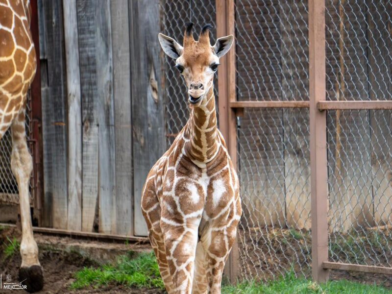 ¡A votar! Abre Zoológico convocatoria para nombrar a su nueva cría de jirafa