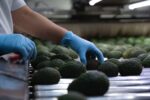 Aguacate michoacano llegará al Super Bowl con sello ambiental