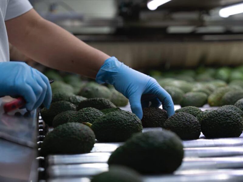 Aguacate michoacano llegará al Super Bowl con sello ambiental
