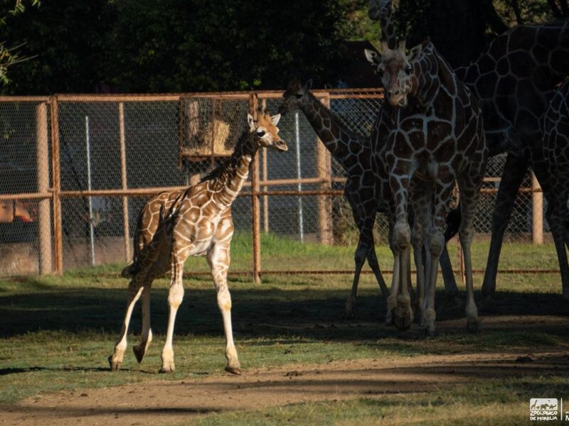 La jirafita del Zoológico de Morelia ya tiene nombre: "Luciano"