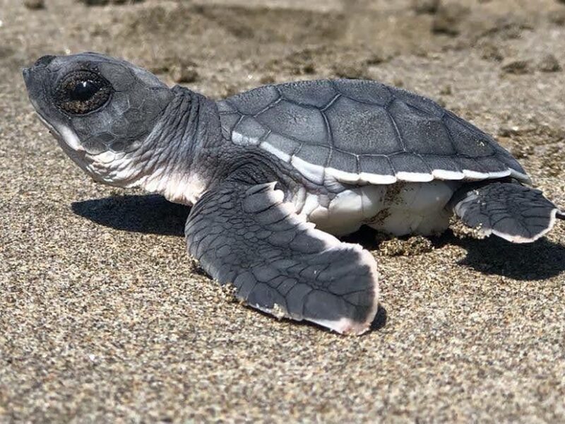 liberación de tortugas en las costas michoacanas