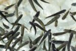 Michoacán busca sembrar vida con 200 mil peces nativos en el lago de Pátzcuaro