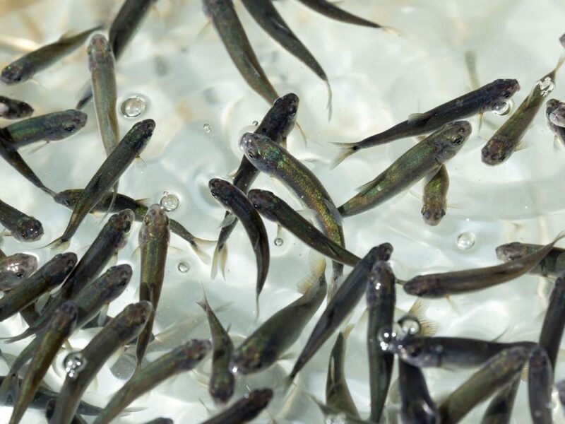 Michoacán busca sembrar vida con 200 mil peces nativos en el lago de Pátzcuaro
